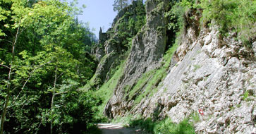 Foto: Wolfgang Dröthandl / Wandertour / Großes Maiereck - Rundwanderung / Anstieg durch die Spitzenbachklamm - ein Schmetterlingsparadies! Quelle: www.oe1.orf.at / 06.04.2011 16:26:57